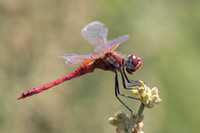 Scarlet Darter