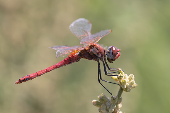 Scarlet Darter, Fethiye, Turkey, July 2026