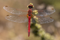 Scarlet Darter, Fethiye, Turkey, July 2026