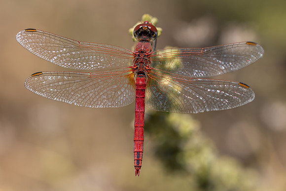 Scarlet Darter, Fethiye, Turkey, July 2026