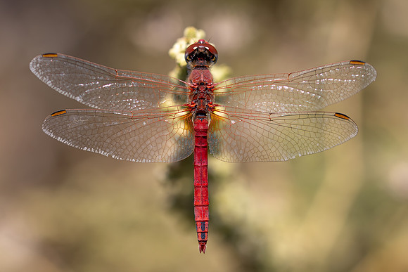 Scarlet Darter, Fethiye, Turkey, July 2026