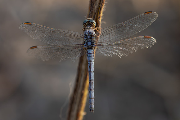 Keeled Skimmer, Fethiye, Turkey, July 2026