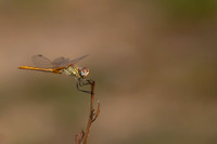 Red-veined Darter, Fethiye, Turkey, July 2026