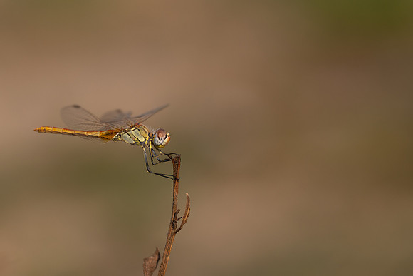 Red-veined Darter, Fethiye, Turkey, July 2026