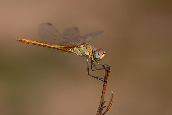 Red-veined Darter, Fethiye, Turkey, July 2026