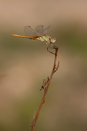Red-veined Darter, Fethiye, Turkey, July 2026