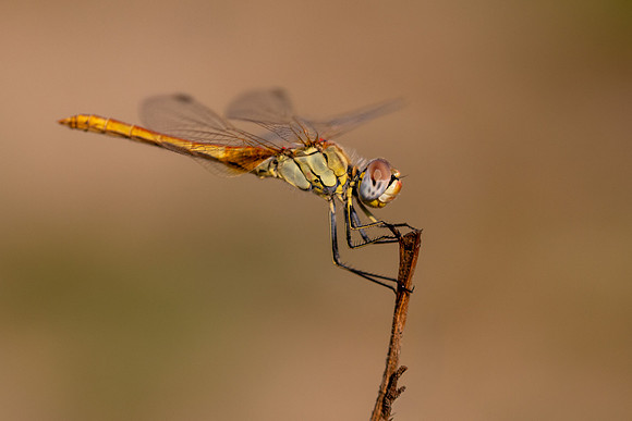 Red-veined Darter, Fethiye, Turkey, July 2026