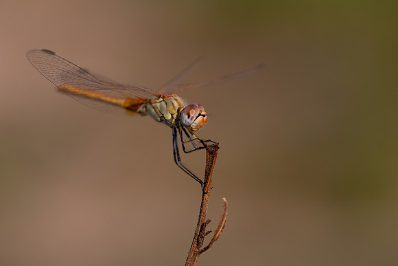 Red-veined Darter, Fethiye, Turkey, July 2026