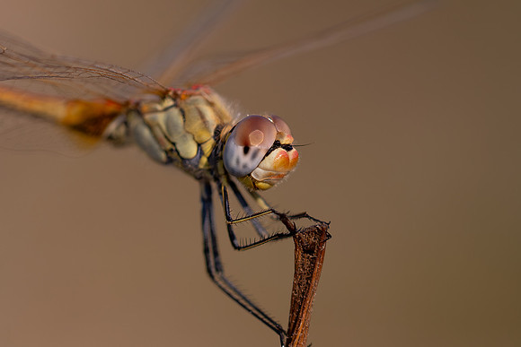 Red-veined Darter, Fethiye, Turkey, July 2026