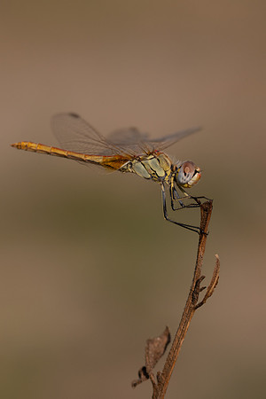 Red-veined Darter, Fethiye, Turkey, July 2026
