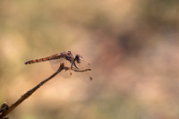 Violet Dropwing, Fethiye, Turkey, August 2026