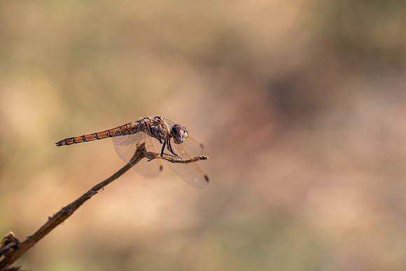 Violet Dropwing, Fethiye, Turkey, August 2026