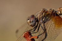 Violet Dropwing, Fethiye, Turkey, August 2026