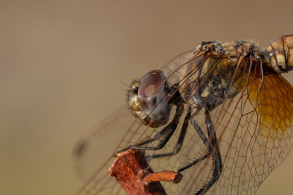 Violet Dropwing, Fethiye, Turkey, August 2026