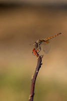 Violet Dropwing, Fethiye, Turkey, August 2026