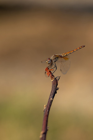 Violet Dropwing, Fethiye, Turkey, August 2026