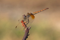 Violet Dropwing, Fethiye, Turkey, August 2026