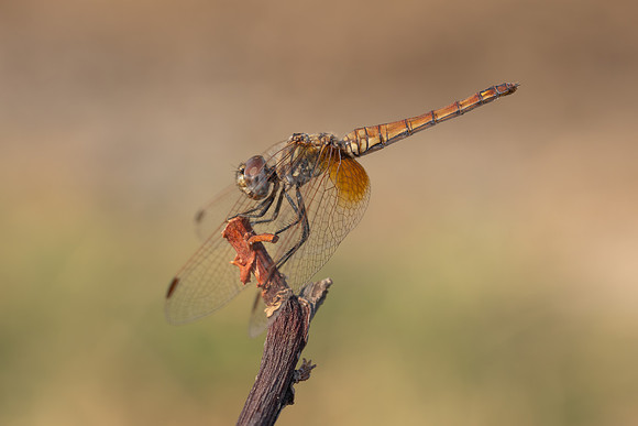 Violet Dropwing, Fethiye, Turkey, August 2026