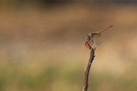Violet Dropwing, Fethiye, Turkey, August 2026