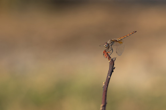 Violet Dropwing, Fethiye, Turkey, August 2026