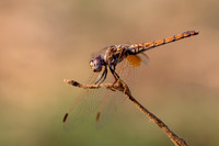 Violet Dropwing, Fethiye, Turkey, August 2026