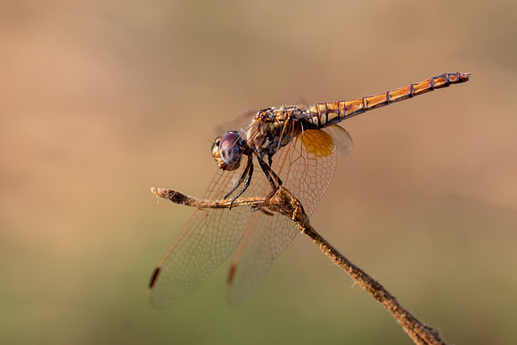 Violet Dropwing, Fethiye, Turkey, August 2026