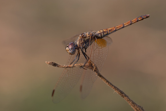 Violet Dropwing, Fethiye, Turkey, August 2026