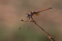Violet Dropwing, Fethiye, Turkey, August 2026