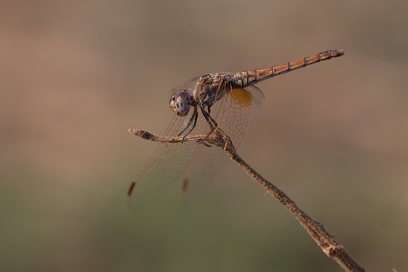 Violet Dropwing, Fethiye, Turkey, August 2026