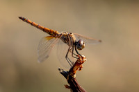 Violet Dropwing, Fethiye, Turkey, August 2026