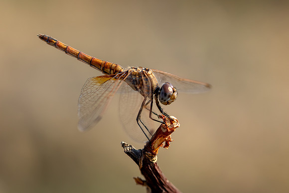 Violet Dropwing, Fethiye, Turkey, August 2026