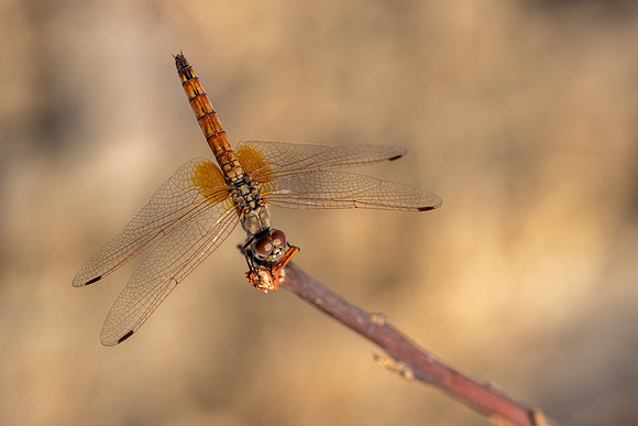 Violet Dropwing, Fethiye, Turkey, August 2026