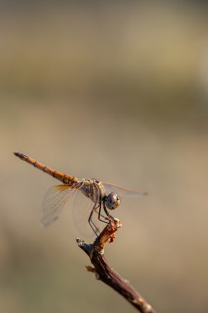 Violet Dropwing, Fethiye, Turkey, August 2026