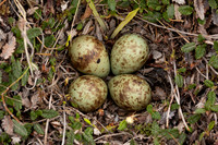 Bird Nests