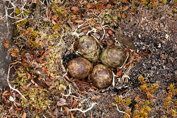 Purple Sandpiper, Iceland, June 2022