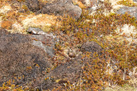 Purple Sandpiper, Iceland, June 2022