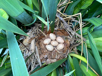 Common Moorhen, Rockhampton, May 2022