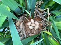 Common Moorhen, Rockhampton, May 2022