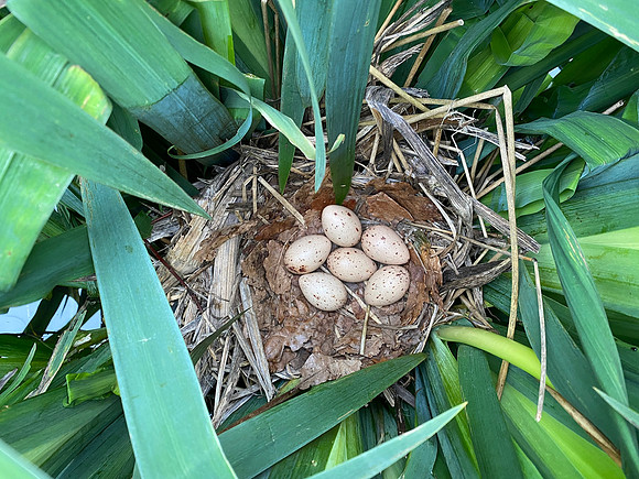 Common Moorhen, Rockhampton, May 2022