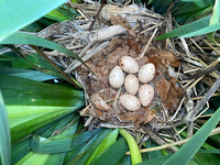 Common Moorhen, Rockhampton, May 2022