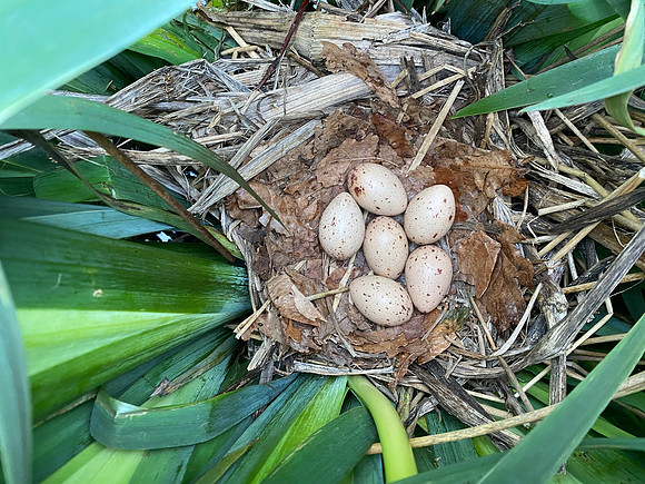 Common Moorhen, Rockhampton, May 2022