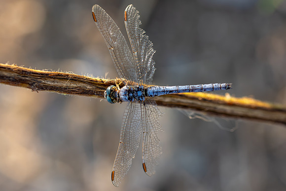 Keeled Skimmer, Fethiye, Turkey, July 2026