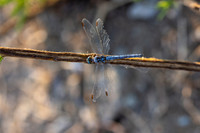 Keeled Skimmer, Fethiye, Turkey, July 2026