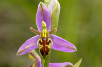 Wasp Orchid, Cleeve Common, June 2024