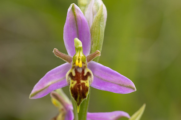 Wasp Orchid, Cleeve Common, June 2024