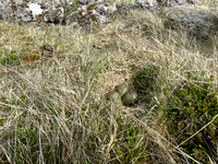 Whimbrel, Sandgeroi, Iceland, May 2022