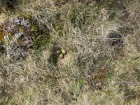 Whimbrel, Sandgeroi, Iceland, May 2022