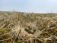 Whimbrel, Sandgeroi, Iceland, May 2022