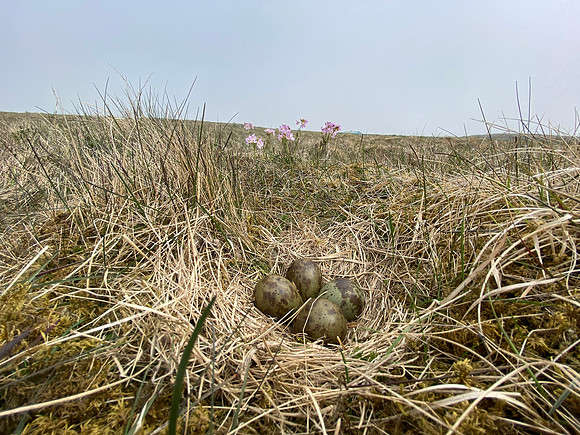 Whimbrel, Sandgeroi, Iceland, May 2022
