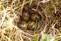 Snipe Nest, Arctic Henge, Raufarhofn, Iceland, June 2022